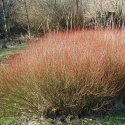 Willow, dwarf purple